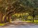 Picturesque street lined with mature oak trees and manicured lawns, creating a shaded canopy at 1234 Paradise Way, Venice, FL 34285