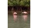 Beautiful roseate spoonbills wading in the water near lush mangroves at 3950 Pepper Ln, North Port, FL 34287