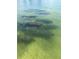 Group of manatees swimming in clear, shallow water at 3950 Pepper Ln, North Port, FL 34287