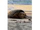 Sea turtle resting on the beach with ocean waves in the background at 3950 Pepper Ln, North Port, FL 34287