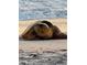 Close-up of a sea turtle resting on a sandy beach near the ocean waves at 3950 Pepper Ln, North Port, FL 34287