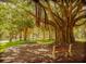 Scenic park view featuring a large banyan tree with hanging roots, inviting benches, and tranquil natural beauty at 421 Cerromar Ter # 471, Venice, FL 34293