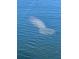 The beautiful waters surrounding the neighborhood at 731 Flamingo Dr, Apollo Beach, FL 33572