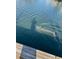 Beautiful view of a manatee swimming by the dock at 731 Flamingo Dr, Apollo Beach, FL 33572