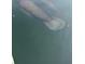 Enjoy swimming with the local manatees at 731 Flamingo Dr, Apollo Beach, FL 33572