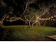 Backyard featuring outdoor lights, grass, and mature trees at 6497 Honeycomb Cir, North Port, FL 34291