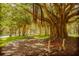 Picturesque park with a large banyan tree providing shade over park benches at 418 Cerromar Ct # 158, Venice, FL 34293