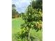 A young mango tree grows in the backyard at 8209 Snowy Egret Pl, Bradenton, FL 34202