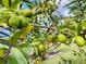 A guava tree growing in the backyard is full of fruit at 8209 Snowy Egret Pl, Bradenton, FL 34202