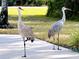Two Sandhill Cranes stand in a paved backyard at 8209 Snowy Egret Pl, Bradenton, FL 34202