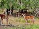 Two deer stand in the yard of this property at 8209 Snowy Egret Pl, Bradenton, FL 34202