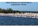 View of white pelicans congregating on Lemon Bay in Englewood, Florida, highlighting local wildlife at 9118 Coachman Dr, Venice, FL 34293