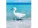 A pristine white bird stands gracefully in the clear, shallow ocean waters, creating a serene scene at 235 Base E Ave # 207, Venice, FL 34285