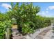 Home's backyard featuring a wooden walkway and lush landscaping at 755 Eagle Point Dr, Venice, FL 34285
