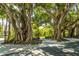 Majestic banyan trees creating a shaded canopy, adding natural beauty at 137 Mariner Ln, Rotonda West, FL 33947