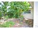 Backyard featuring a small mango tree near the exterior of the house at 3340 Webber St, Sarasota, FL 34239