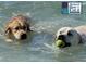 Golden retrievers enjoy water play at Brohard Paw Park in Venice, Florida at 9917 Haze Dr, Venice, FL 34292