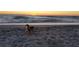 Scenic beach view at sunset with a cute dog playing in the sand near the ocean at 5832 Semolino St, Nokomis, FL 34275