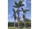 Three palm trees in a yard with visible fruit clusters at 17274 Asmara Ct, Punta Gorda, FL 33955