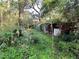 Overgrown backyard with shed and lush vegetation at 9431 Pontiac St, New Port Richey, FL 34654
