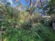 Overgrown backyard with mature trees and various plants at 9431 Pontiac St, New Port Richey, FL 34654