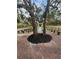 Outdoor wedding ceremony space with white arch under large tree at 15625 State Road 62 St, Parrish, FL 34219