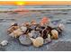 Assortment of seashells on a sandy beach with a serene sunset backdrop at 500 The Esplanade N # 405, Venice, FL 34285