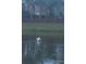 Backyard view of a peaceful pond with swans and lush surroundings at 7037 Towering Spruce Dr, Riverview, FL 33578