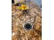 Close-up of granite countertop with a pop-up charging station and lemons in a silver dish at 1706 S Lakeside Ct, Venice, FL 34293