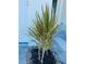 Close up of tropical landscaping with small colorful plant in the yard at 7343 N Ficus Tree, Punta Gorda, FL 33955