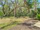 A tranquil backyard with lush trees, greenery, and a serene setting at 8539 Sandpiper Ridge Ave, Tampa, FL 33647
