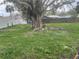 Backyard featuring a large tree with exposed roots and a green lawn at 1836 1St E Ave, Bradenton, FL 34208