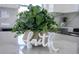Close-up of decorative plant arrangement on quartz countertop at 520 Baywood S Dr, Dunedin, FL 34698