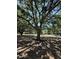 Large backyard featuring a majestic, mature tree providing ample shade and a charming, rustic feel at 3652 Oak Grove Dr, Sarasota, FL 34243