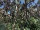 Lush trees and foliage create a natural and tranquil ambiance for the property at 5404 Carso Ter, North Port, FL 34286
