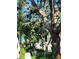 A large tree graces the lawn at 820 Bayou Ave, Tarpon Springs, FL 34689