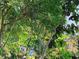Home with lush tropical foliage at 820 Bayou Ave, Tarpon Springs, FL 34689