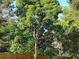 Tall tree with mature limbs and green foliage in the yard at 820 Bayou Ave, Tarpon Springs, FL 34689