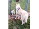 A dog is seen with a friend at the dog park at 5000 Culbreath Key Way # 9-101, Tampa, FL 33611