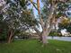 Backyard with mature trees and an expansive lawn at 663 68Th S Ave, St Petersburg, FL 33705