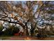 Scenic view of property with trees, fire pit and barn with a lovely tree line at sunset at 17380 Sweetwater Rd, Dade City, FL 33523