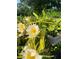 Close-up of dragon fruit flowers in bloom, showcasing their intricate details and vibrant colors at 18620 Wayne Rd, Odessa, FL 33556