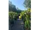 Rows of potted dragon fruit plants with delicate flowers, set against lush greenery and a clear sky at 18620 Wayne Rd, Odessa, FL 33556