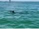 A dolphin swims through clear waters near a marker, offering a glimpse of local marine life at 3528 Casablanca Ave, St Petersburg, FL 33706