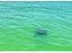 A curious turtle swims in the clear, turquoise waters at 3528 Casablanca Ave, St Petersburg, FL 33706