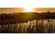 Scenic sunset view of lake water with a metal bridge above the marsh grasses at 42862 Park View Dr, Punta Gorda, FL 33982