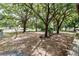 Backyard with mature trees and lawn at 26627 Brahma Dr, Wesley Chapel, FL 33544