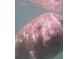 Close-up of a manatee underwater at 13271 Gulf Bay Ln, Spring Hill, FL 34609