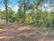 Secluded backyard with lots of trees, foliage, and fallen leaves for a natural setting at 6008 Angus Valley Dr, Wesley Chapel, FL 33544