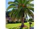 Mature palm tree and well-maintained lawn in front of the house at 1608 Bob O Link Dr, Venice, FL 34293